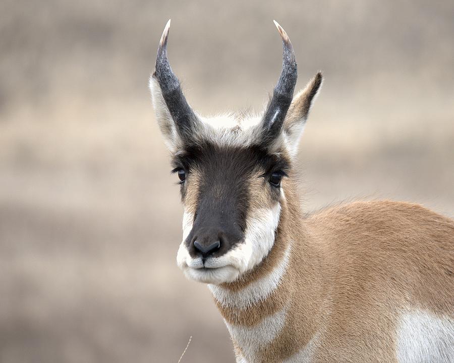 Young Buck Pronghorn Photograph by Dirk Johnson