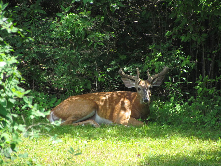 Young Buck Resting in the Shade Photograph by Betty Pieper