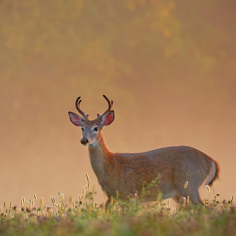 Deer Photograph - Young Buck Square by Bill Wakeley