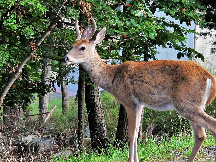 Deer Photograph - Young Buck by Tom Horsch Photography