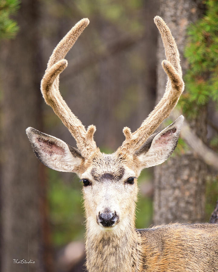 Young Buck Photograph by Tim Kathka