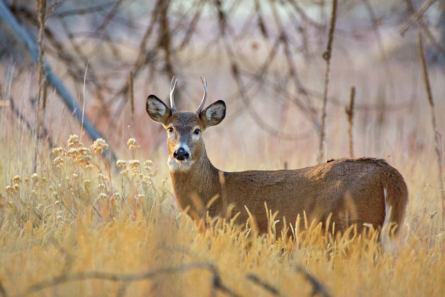 Young Buck White-tailed Deer Photograph by John De Bord
