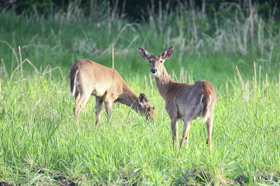 Young Bucks Photograph by Brook Burling