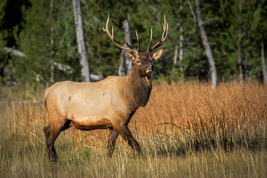 Young Bull Photograph by Derek Haller - Pixels