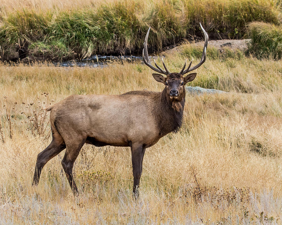 Young Bull Elk Photograph by Dawn Key