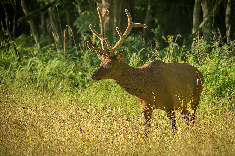 Young Bull Elk Photograph by Jemmy Archer