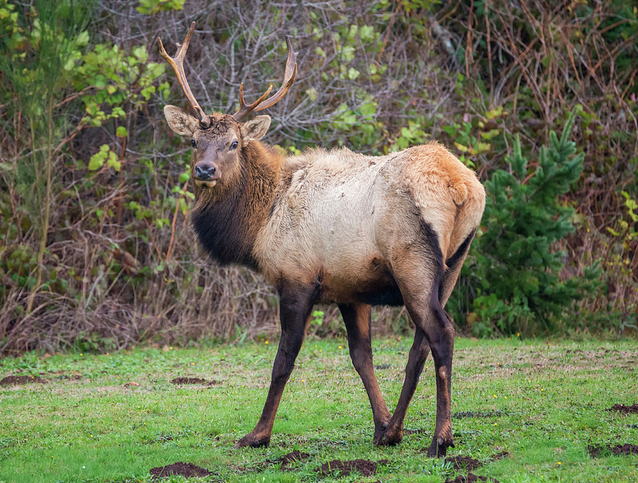Young Bull Elk Photograph by Loree Johnson