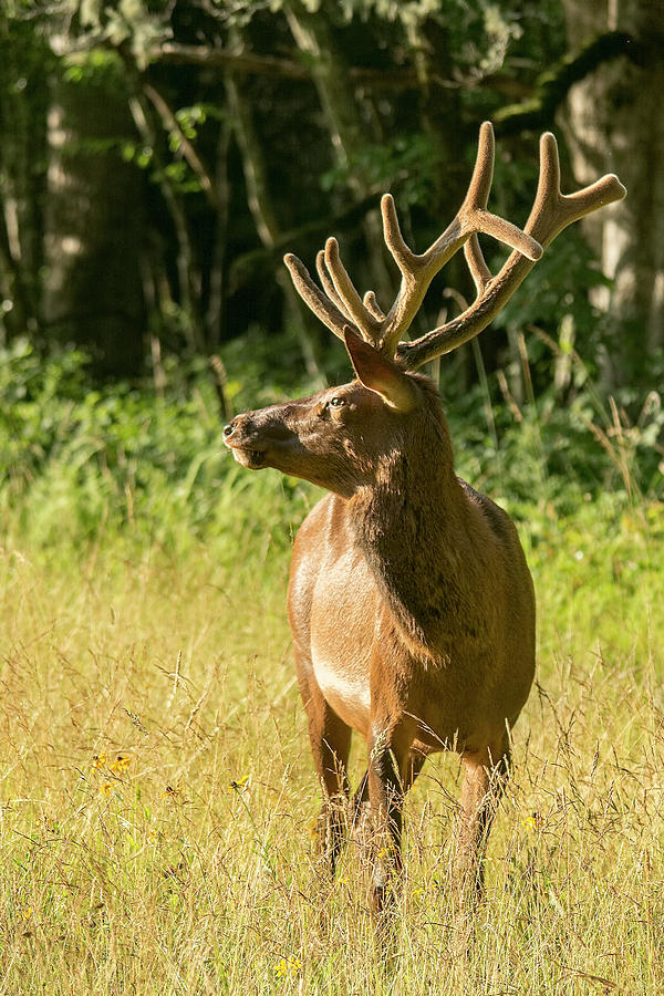 male elk pictures