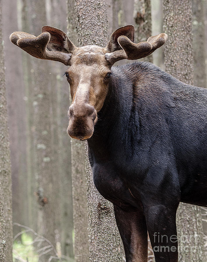 Canadian Bull Moose 1 Photograph by Bob Christopher