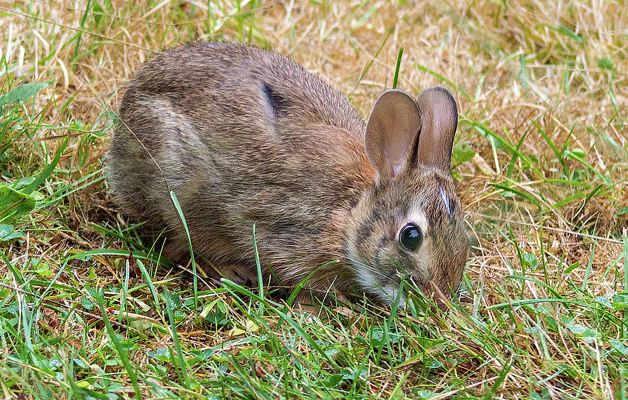 Young Bunny Photograph by Timothy Anable