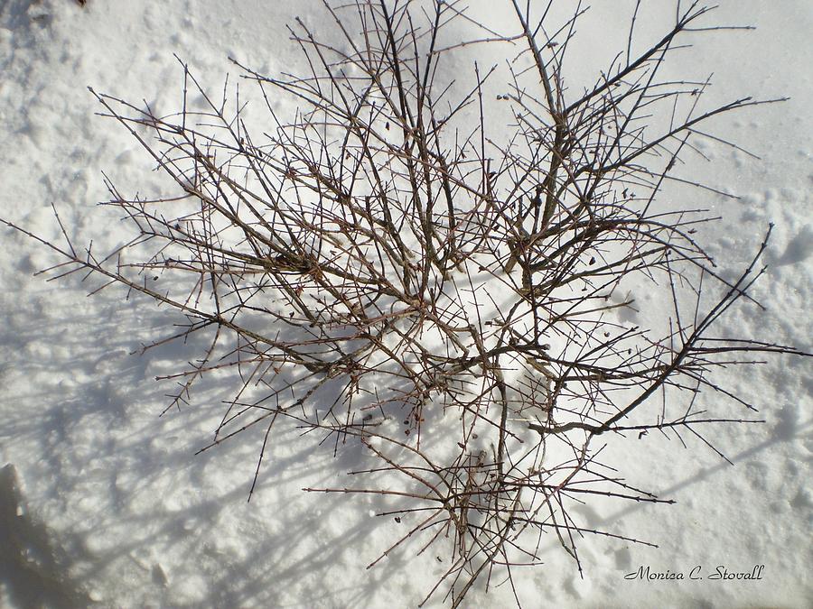 Young Burning Bush in Winter Photograph by Monica C Stovall