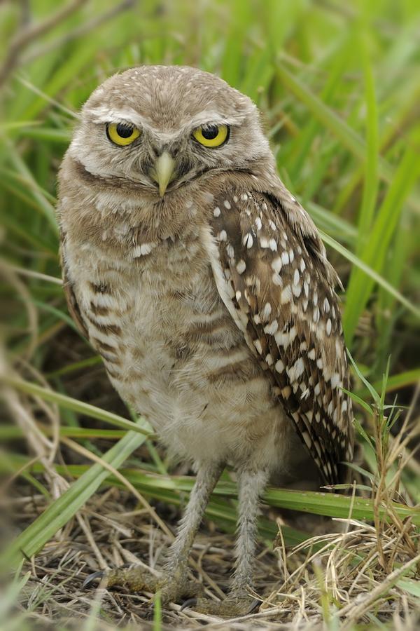 Young Burrowing Owl Photograph by Bradford Martin