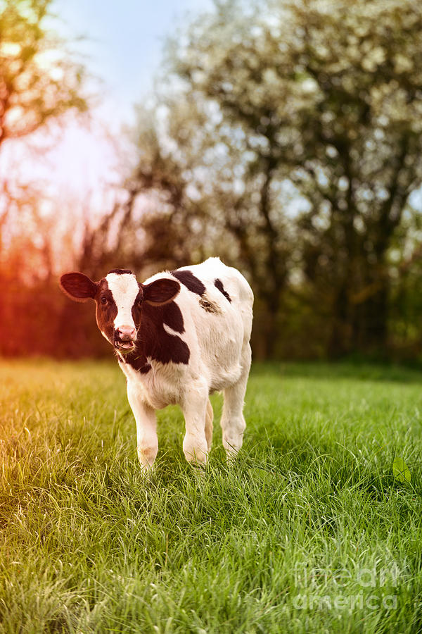 Cow Photograph - Young Calf by Amanda Elwell