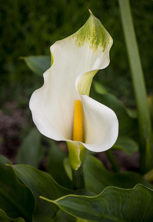 Young Calla Lily Photograph by Venetia Featherstone-Witty