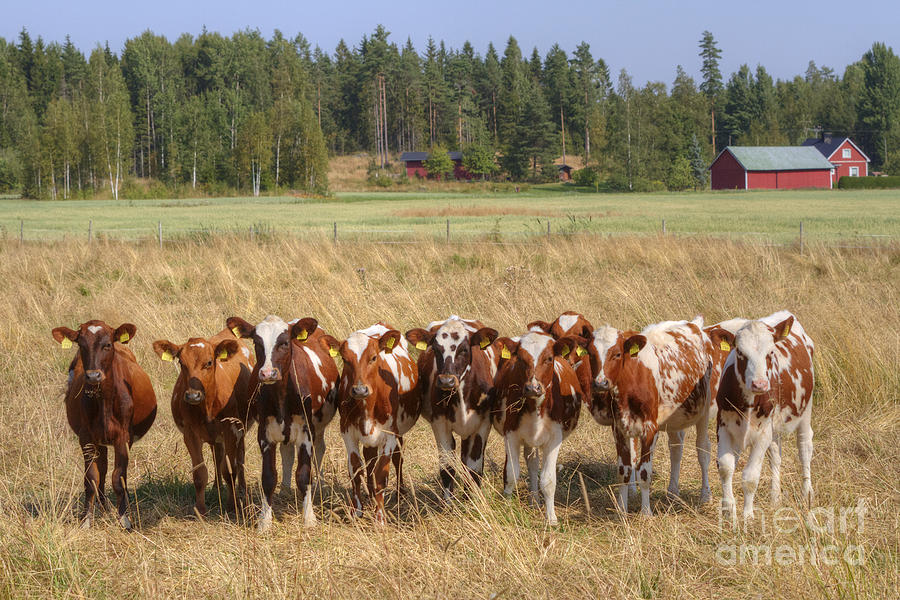 Nature Photograph - Young calves on pasture by Veikko Suikkanen