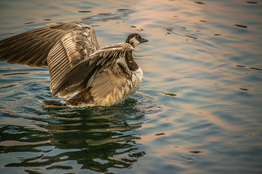 Young Canadian Goose At Sunset Photograph by Yeates Photography
