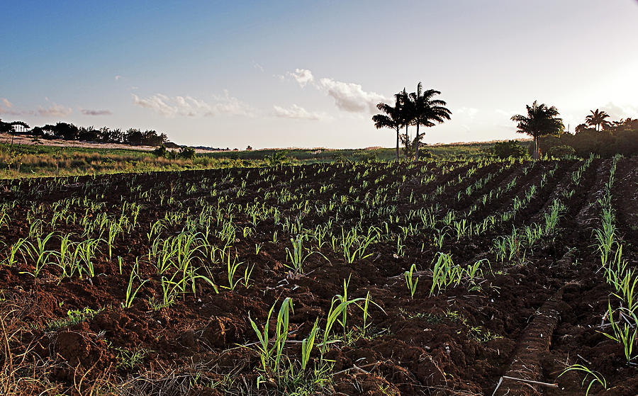 Landscape Photograph - Young Canes by Guy Roberts
