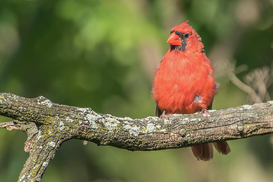 Young Cardinal Photograph by Bruce Pritchett