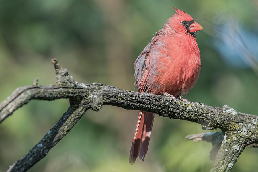 Young Cardinal Resting Photograph by Bruce Pritchett