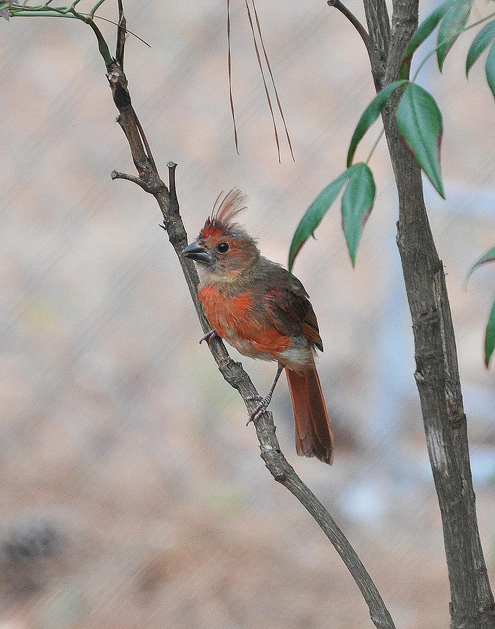 Bird Photograph - Young Cardinal by Russ Mullen