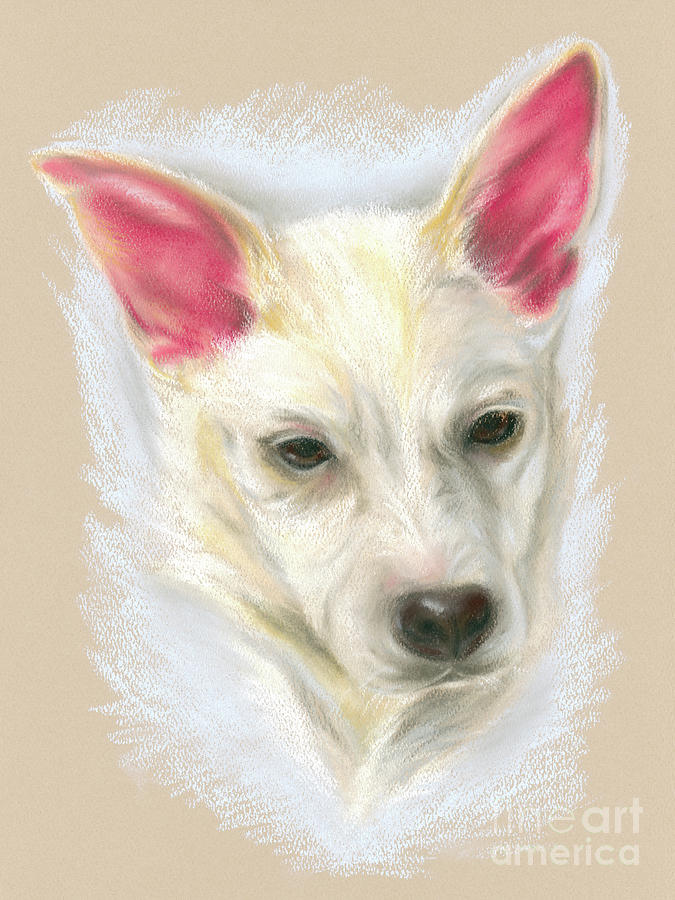 Young Carolina Dog Portrait Pastel by MM Anderson