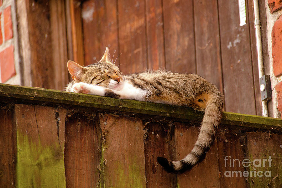 Young cat laying on a wooden wall Photograph by Amanda Mohler