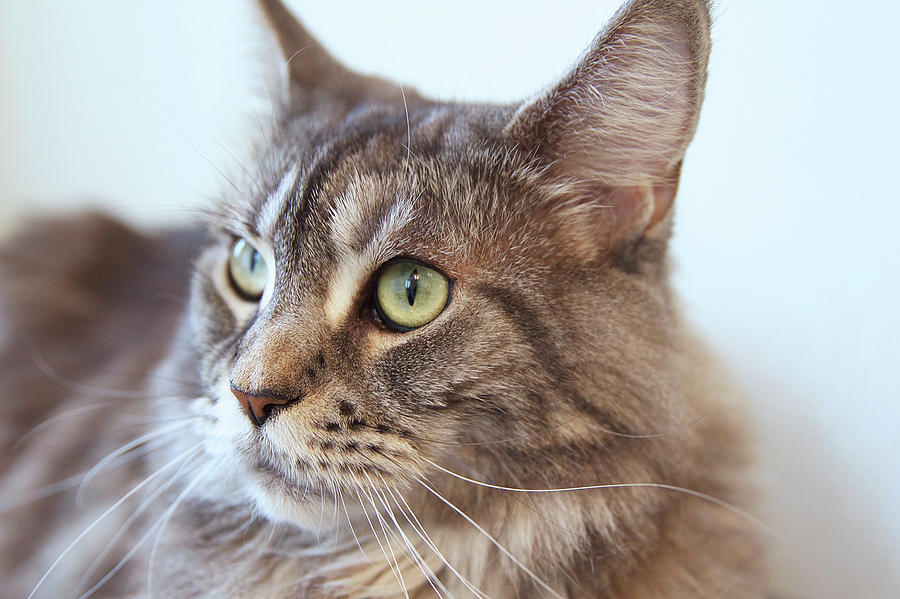 Young cat of Maine Coon breed Photograph by Evgenii Dergachev - Fine ...