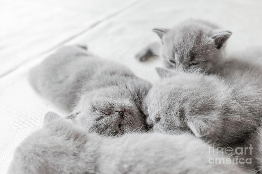 Young cats snuggling togrther. British shorthair. Photograph by Michal Bednarek