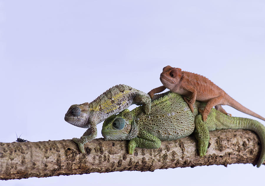 Young Chameleons clambering over the mother Photograph by The Art House