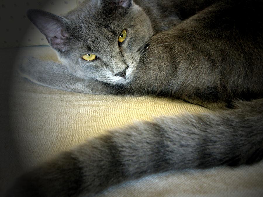 Young Chartreux Photograph by Yannick Guerin