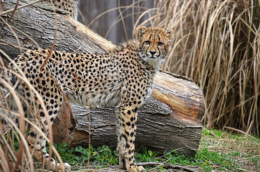 Young Cheetah Photograph by Ronda Ryan
