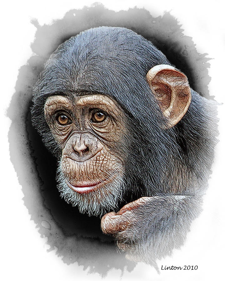 Young Chimp Digital Art by Larry Linton