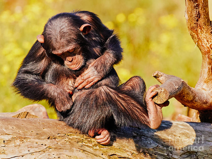 Nature Photograph - Young chimp on a tree by Nick  Biemans