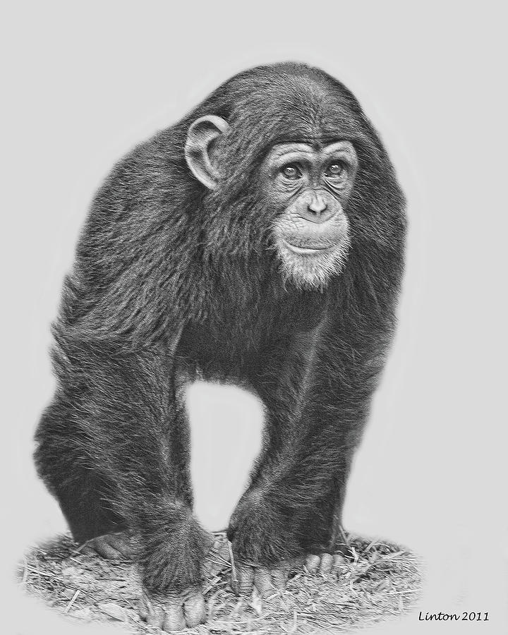 Young Chimpanzee 2 Digital Art by Larry Linton
