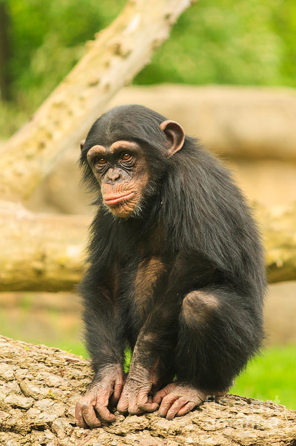 Young Chimpanzee Photograph by Terri Morris