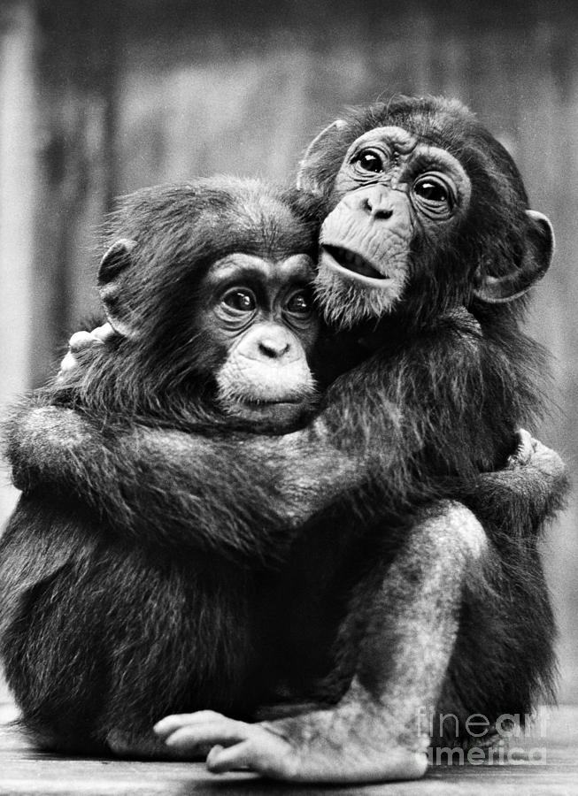 Ape Photograph - Young Chimpanzees by Granger