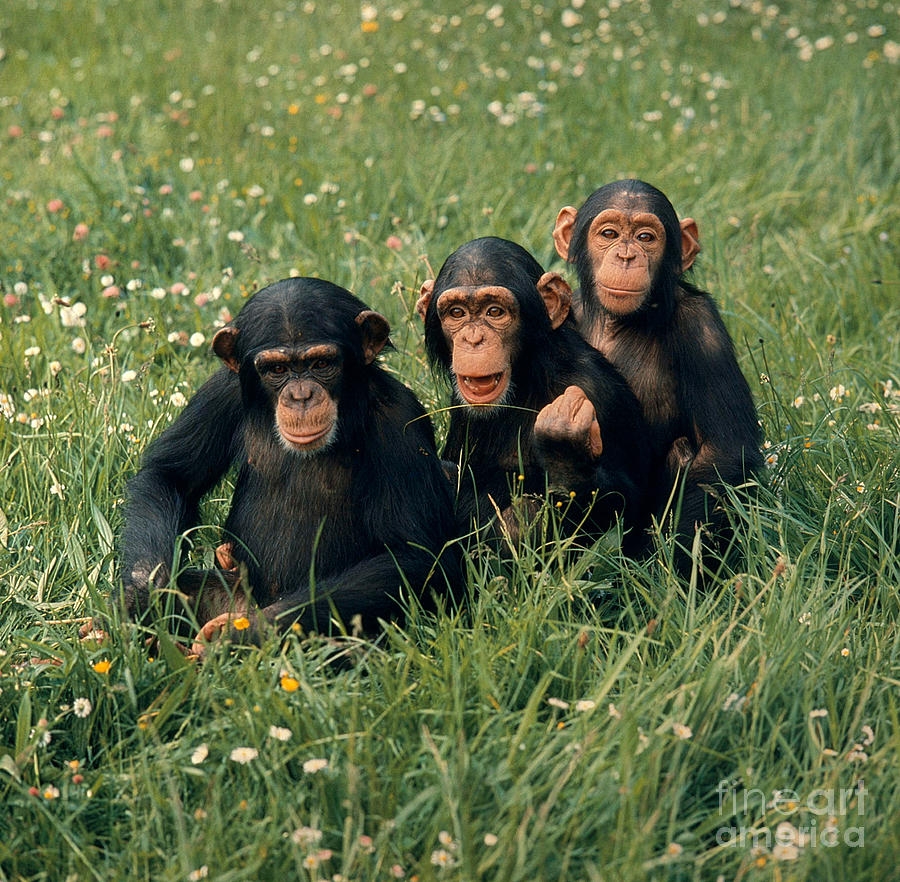 Young Chimpanzees Playing Photograph by Toni Angermayer