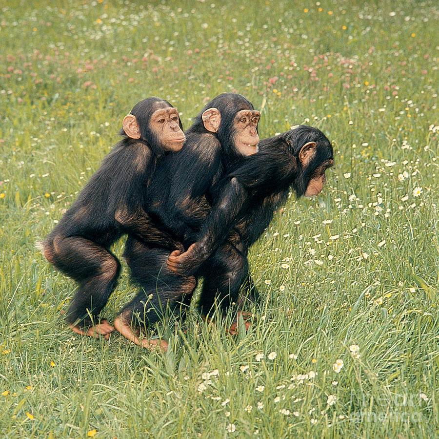 Young Chimpanzees Photograph by Toni Angermayer