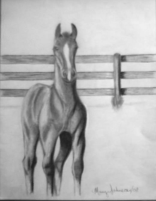 Young Colt Drawing by Mary Johnson | Fine Art America