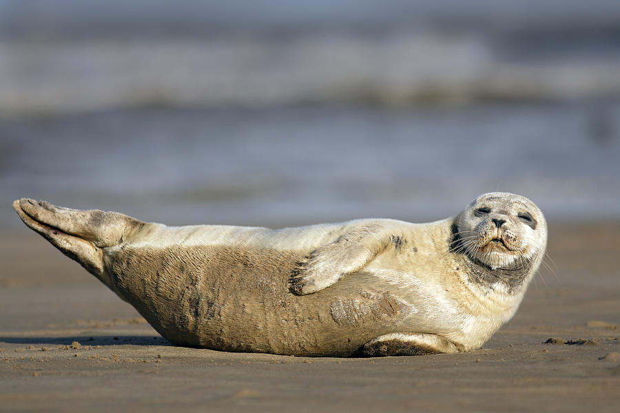 Young Common Seal sleeping on the beach Photograph by Tony Mills