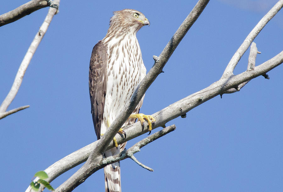 Hawk Photograph - Young Coop by Judd Nathan