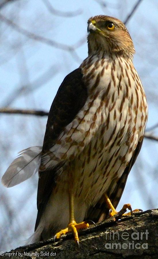 Young Coopers Hawk Photograph by David Taylor