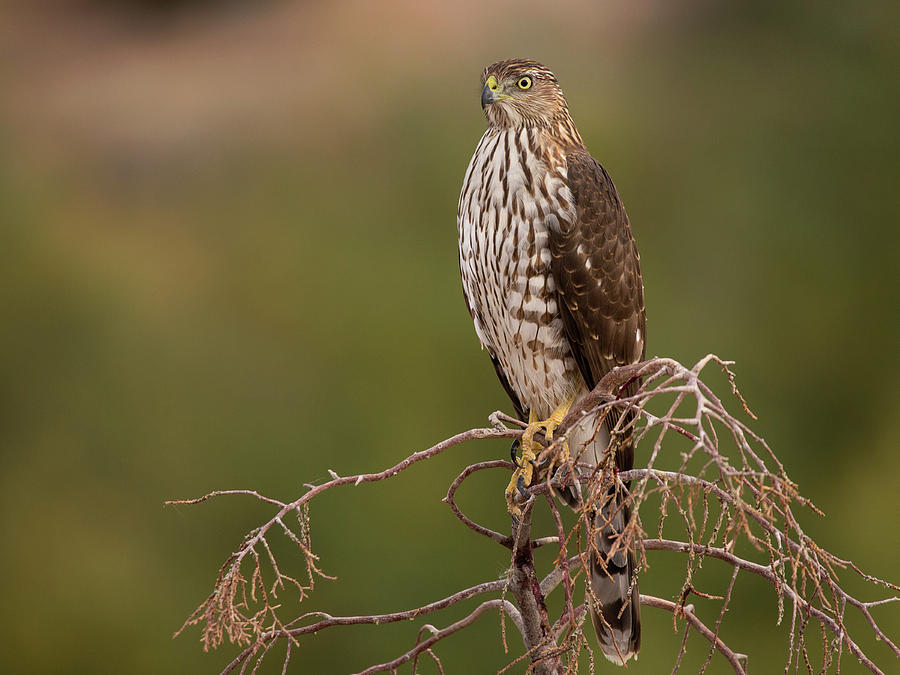 Young Coopers Hawk Photograph by Sue Cullumber