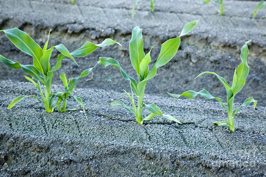 young-corn-plants-photograph-by-inga-spence-fine-art-america