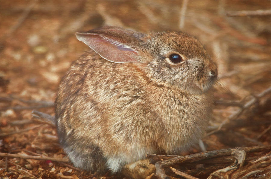 Young Cottontail in the Morning Photograph by Teresa Wilson