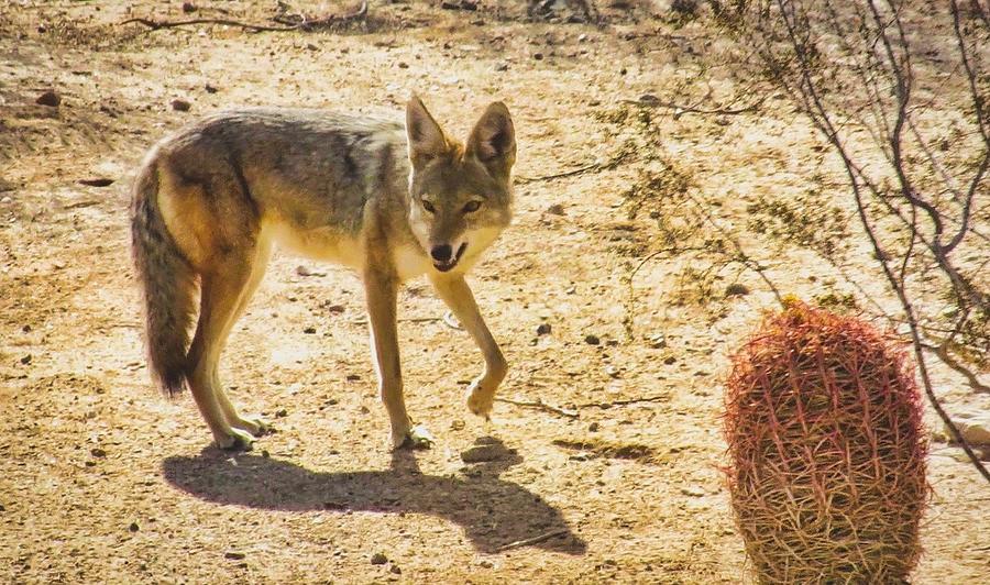Young Coyote and Cactus Photograph by Judy Kennedy
