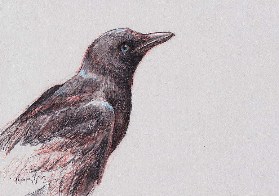 Crow Drawing - Young Crow 1 by Tracie Thompson