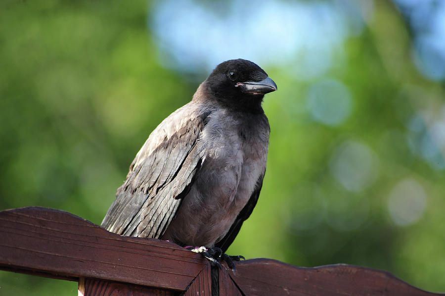 Young Crow Photograph by Randi Grace Nilsberg
