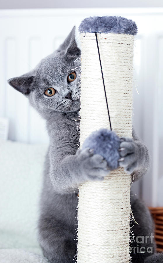 Young cute cat scratching his claws on a scratcher. Photograph by Michal Bednarek