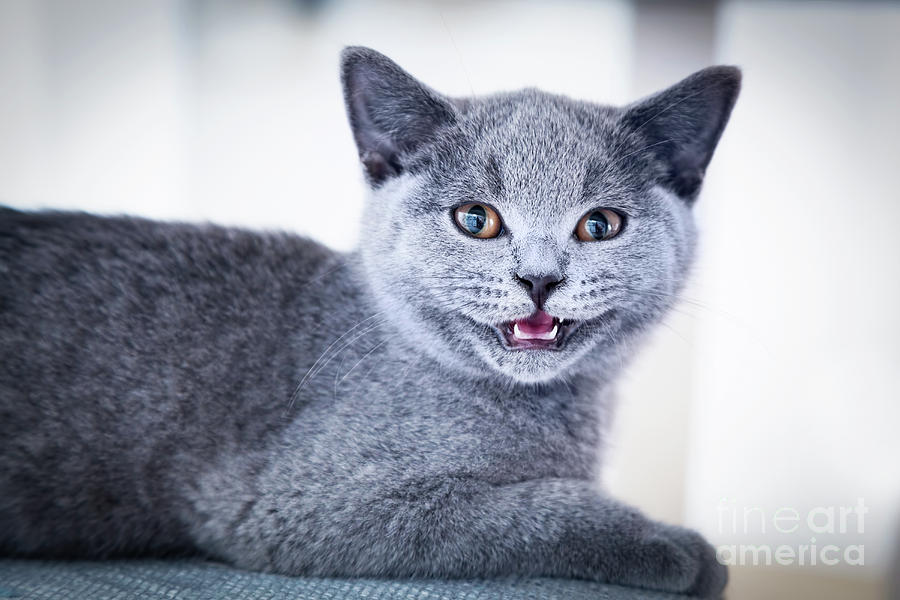 Cat Photograph - Young cute cat showing his tiny teeth. The British Shorthair kitten with blue gray fur by Michal Bednarek